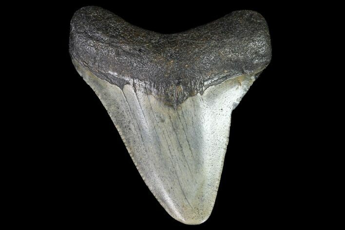 Juvenile Megalodon Tooth - Georgia #90819